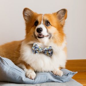 Pet Dapper Bow Tie